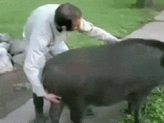 ЩЦv